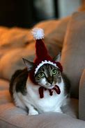 Image result for Cat Christmas Outfit Meme