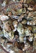 Image result for Bushel of Oysters