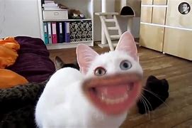 Image result for Funny Cats Meowing