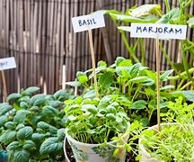 Image result for Culinary Garden
