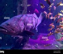 Image result for FFXIV Large Fish