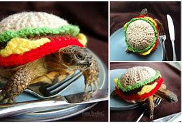 Image result for Sandwich Tortoise