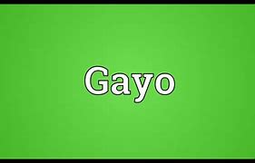 Image result for gayo
