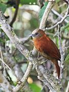 Image result for Taphrolesbia Trochilidae