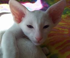 Image result for Cat with Lips