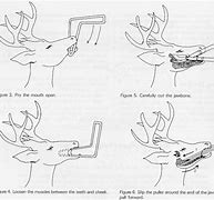 Image result for Deer Jawbone Removal