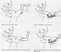 Image result for Deer Jawbone Extractor