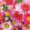 Image result for New Flower Wallpaper HD