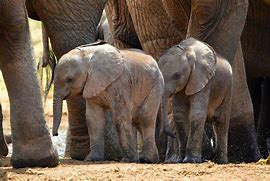 Image result for Elephant Twins