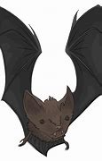 Image result for Brown Bat Drawing