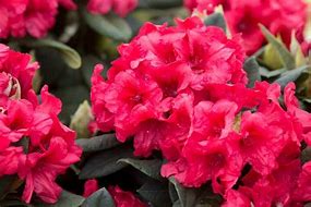 Image result for Rhododendron (Y) Dopey