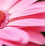 Image result for HD Pink Daisies Background