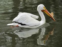 Image result for Pelican 8 Foot Kayak