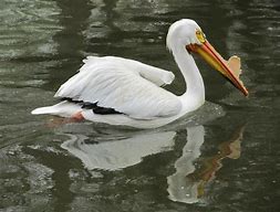 Image result for Pelican Trailblazer