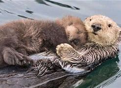 Image result for Otter Sleep