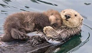 Image result for Otter Mom and Baby