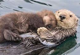 Image result for Sea Otters Baby Animals