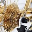 Image result for Men's Rose Gold Bike