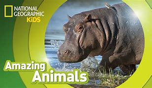 Image result for National Geographic Kids Hippo