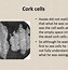 Image result for Rudolf Virchow and Cell Theory