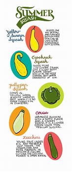Image result for Summer Squash Identification Chart