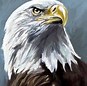 Image result for Full Head of Eagle Drawing