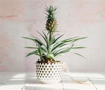 Image result for Artificial Pineapple Plant