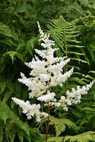 Image result for Astilbe Verswhite ® (YOUNIQUE WHITE)