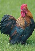 Image result for Heirloom Chicken Breeds