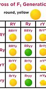 Image result for Example of a Dihybrid Cross