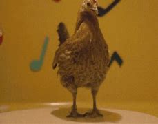 Image result for Funny Chicken Memes Clean