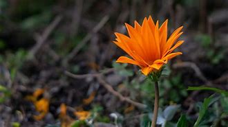 Image result for Time-Lapse Wild Flower