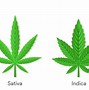 Image result for Indica vs Sativa Leaf Shape