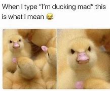 Image result for Angry Duck Meme