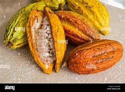 Image result for Cocoa Bean Pod