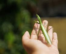 Image result for Pet Playing Mantis