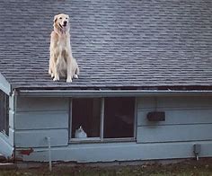 Image result for Dog On Roof Meme