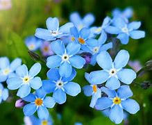 Image result for Child in a Field of Forget Me Nots