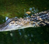 Image result for Crocodile Compared to Alligator
