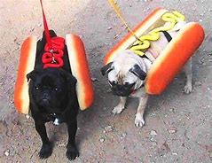 Image result for Hot Dog Pug