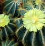 Image result for Cactus Types in Mexico