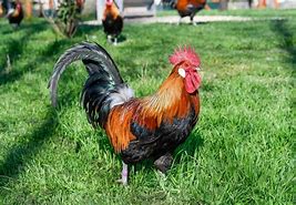 Image result for France Diplomatie Macron Coq Gaulois