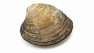 Image result for Old Clams