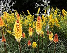 Image result for Evergreen Perennial Vines