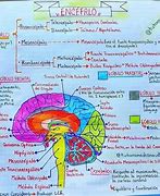 Image result for Equine Brain Anatomy
