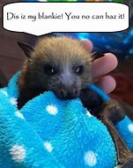 Image result for Funny Fruit Bat Memes