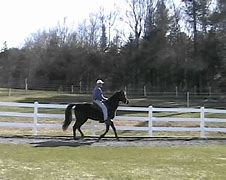 Image result for Rocky Mountain Gaited Horse