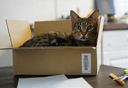 Image result for Cats in Small Spaces