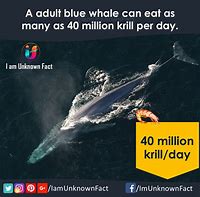Image result for Blue Whale Facts
