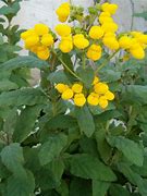 Image result for calceolaria